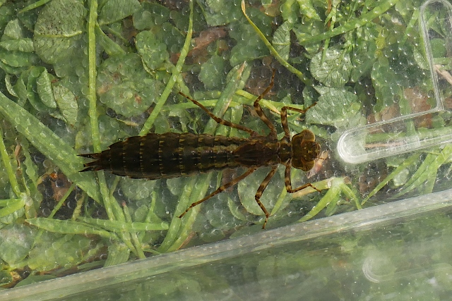 Larva di Anisottero da identificare: Aeshna cyanea